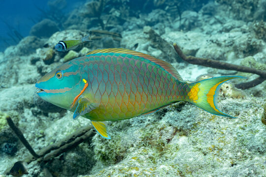 Colorful Scarus vetula amidst Bonaire's reef ecosystem