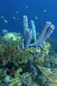 Coral reef ecosystem with diverse marine life in Bonaire