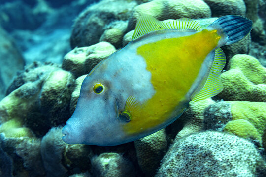 Whitespotted filefish Beauty, Cantherhines macrocerus in Bonaire