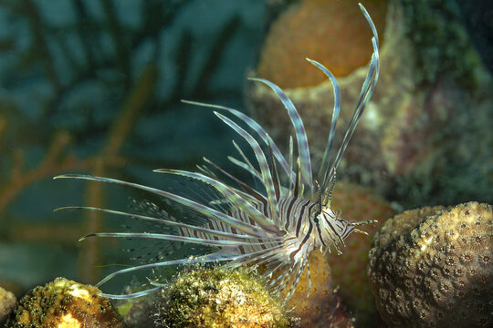 Spotfin Lionfish Amidst Bonaire's Coral Ecosystem