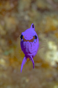 Colorful Gramma loreto in Bonaire, underwater close-up