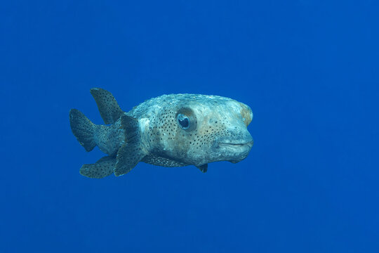 Spot-fin porcupinefish gliding through Bonaire's blue depths