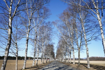 冬の晴れた日の並木道