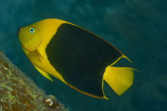Rock Beauty Angelfish in Bonaire Waters or 56 characters