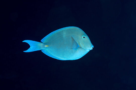 Acanthurus coeruleus swimming in Bonaire waters
