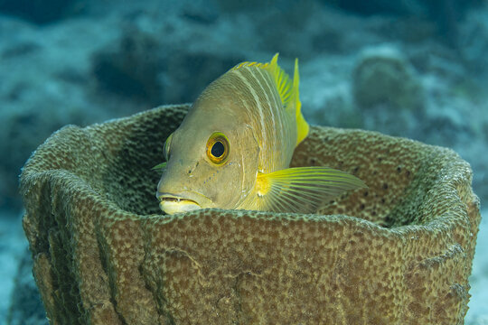 Schoolmaster snapper in its Natural Habitat, Bonaire