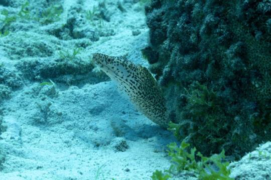 Gymnothorax moringa in Bonaire waters