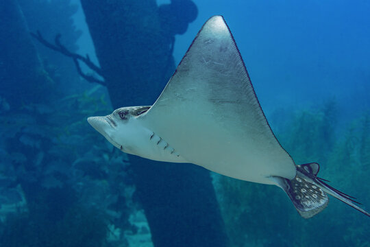 Spotted eagle ray swimming in Bonaire waters