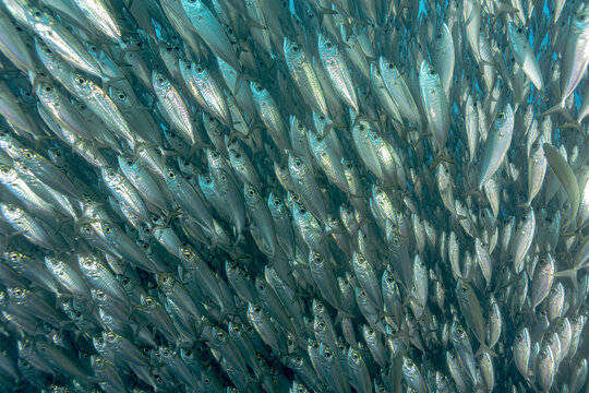 School of Trachurus murphyi fish in Bonaire coral reef