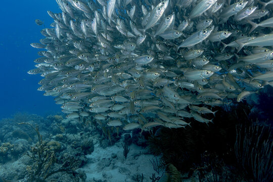 Dense School of Bigeye Scad in Bonaire Waters