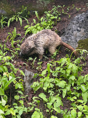 Mountain beaver at Mt.Rainier, Washington.