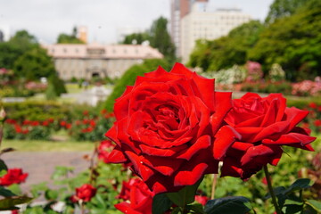 赤いバラ