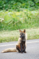 北海道の狐