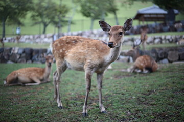 鹿