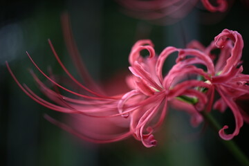水滴のついた彼岸花