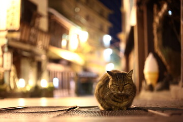 温泉街の猫