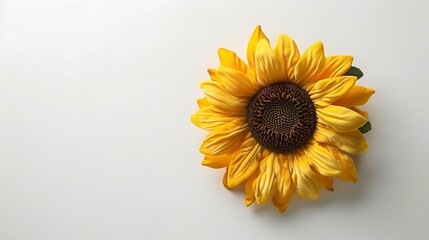 Obraz premium Cheerful plush sunflower sitting on a white background offering a bright and happy atmosphere perfect for a decoration or home display bringing warmth and positivity to any room or setting
