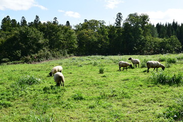 月山高原牧場 最高の眺め 山形県