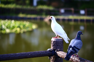 欄干の上で休む鳩