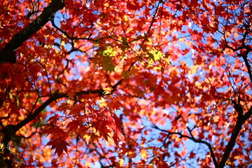 紅葉