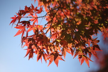 紅葉