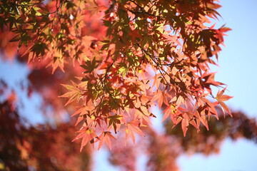 Fototapeta premium 紅葉