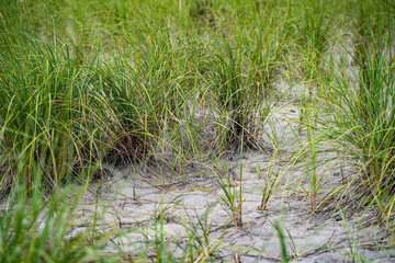 Green plants in natural sand dune.
