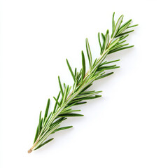 Fototapeta premium A single sprig of rosemary, isolated on a white background, highlighting a fragrant herb often used in cooking