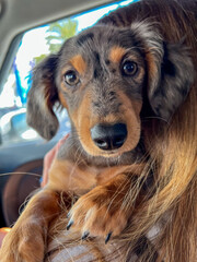 portrait of a dachshund