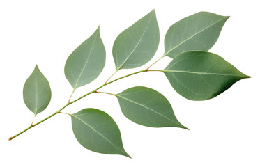 PNG Eucalyptus leaf plant tree.