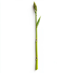 Naklejka premium A single asparagus spear, isolated on a white background, emphasizing a fresh green vegetable