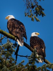 american bald eagle