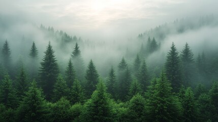 Fototapeta premium Misty forest with evergreen trees in dense fog, serene landscape. Nature and tranquility concept