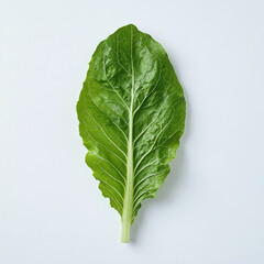 A single leaf of romaine lettuce, isolated on a white background, emphasizing a fresh salad ingredient