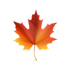 Obraz premium autumn maple leaf