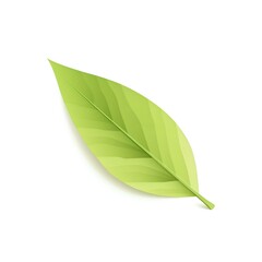 Obraz premium leaf