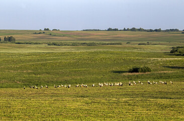 Obraz premium Large flock of white storks (Ciconia ciconia) on the summer field. Young white storks and birds that have not found a couple wander in flocks throughout the entire nesting season.