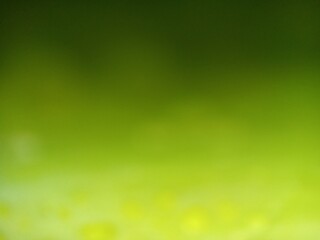 Close up of Green gradient colour leaf with blur background 