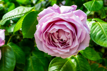 Beautiful pink rose against a natural green foliage background from the streets of Old town Nesebar, Burgas Province, Bulgarian Black Sea coast