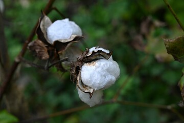 Cotton cultivation. Malvaceae perennial plants native to the tropics. Seeds are sown in spring, flower in summer, and can be harvested about 40 days later.