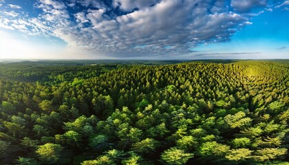 Aerial view of a lush forest