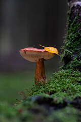 Gyroporus castaneus. chestnut bolete. moos
