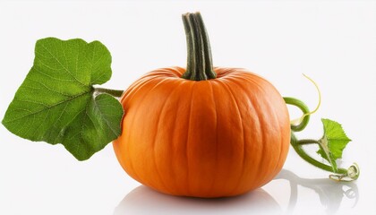 pumpkin isolated on white