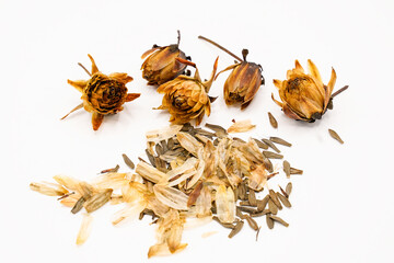 Dried, harvested dahlia seeds.  Chaff, seeds, and dried flower heads on a white background.