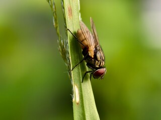house fly on plant stem with blur background