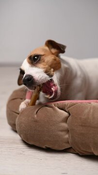 Jack Russell Terrier Dog Chewing on a Rawhide Bone. Vertical video. 