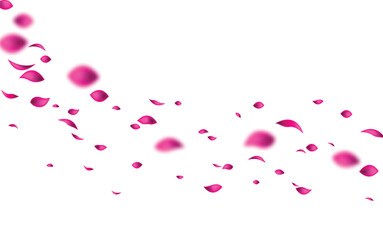 pink falling  petals vector. pink petals isolated transparent background