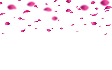 pink falling  petals vector. pink petals isolated transparent background