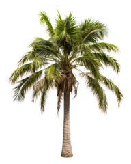 Obraz premium PNG Palm tree plant white background tranquility.
