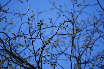 2024.04.21 Gjemnes, Angvika, Hjelset